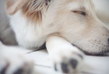 Bild von Bilder Von Hunden Zum Ausdrucken Kostenlos bilder fürs handy