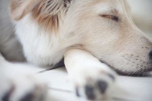 Bilder Von Hunden Zum Ausdrucken Kostenlos 300x200 - Weiß Schwarzer Hund