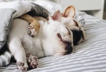 Bild von Bilder Von Hunden Zum Ausdrucken Kostenlos Herunterladen bilder fürs handy