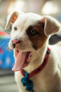 Bilder Von Hunderassen Kostenlos Herunterladen 200x300 - Bilder Süße Hunde Für Facebook