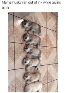 Bilder Von Hundewelpen Für Whatsapp 211x300 - Bilder Schäferhund Kostenlos Herunterladen