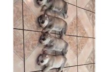 Bild von Bilder Von Hundewelpen Für Whatsapp bilder fürs handy