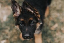 Bild von Bilder Von Hundewelpen Kostenlos bilder fürs handy