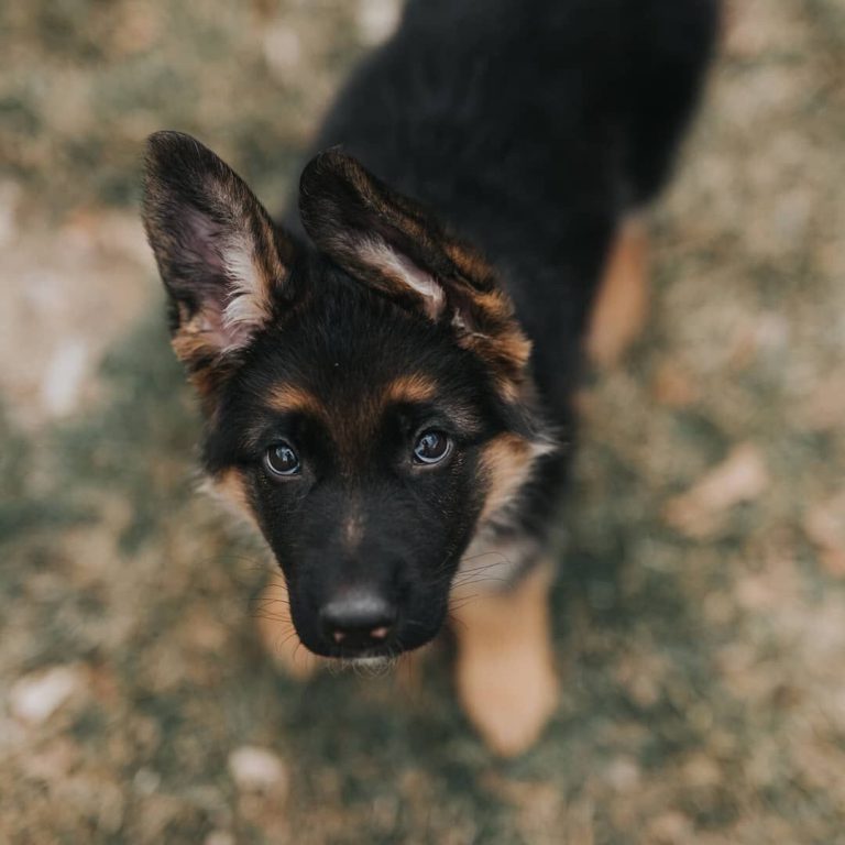 Bilder Von Hundewelpen Kostenlos