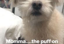 Bild von Bilder Von Hundewelpen Kostenlos Herunterladen bilder fürs handy