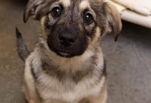 Bild von Bilder Von Kleinen Hunden bilder fürs handy