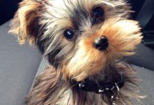 Bild von Bilder Von Kleinen Hunden Für Facebook bilder fürs handy