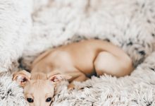Bild von Bilder Von Kleinen Hunden Kostenlos bilder fürs handy
