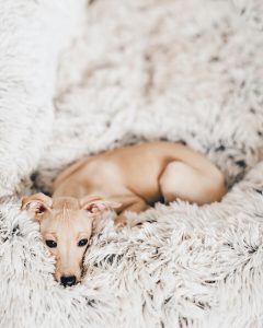 Bilder Von Kleinen Hunden Kostenlos 240x300 - Hirtenhunde Bilder Für Whatsapp