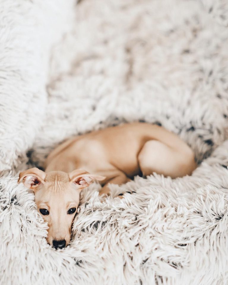 Bilder Von Kleinen Hunden Kostenlos