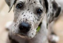 Bild von Bilder Von Labradoren bilder fürs handy