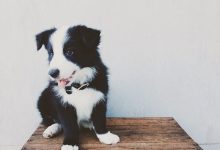 Bild von Bilder Von Labradoren Für Facebook bilder fürs handy