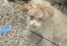 Bild von Bilder Von Labradoren Für Whatsapp bilder fürs handy