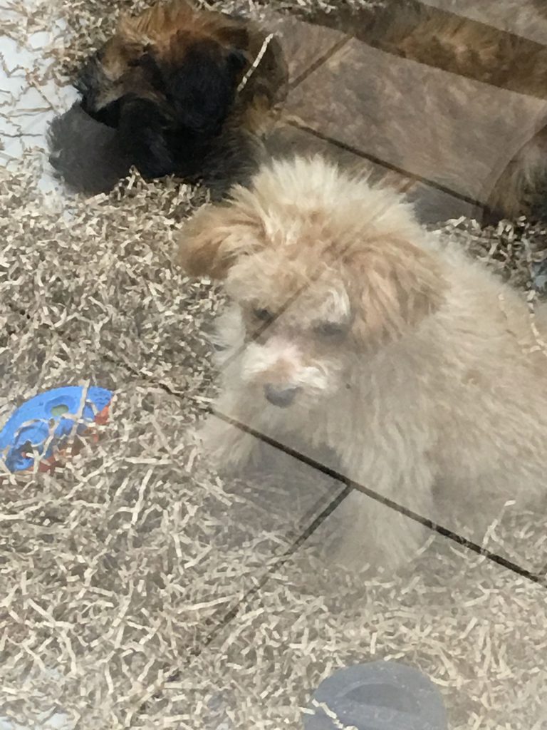 Bilder Von Labradoren Für Whatsapp