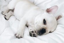 Bild von Bilder Von Lustigen Hunden Für Facebook bilder fürs handy