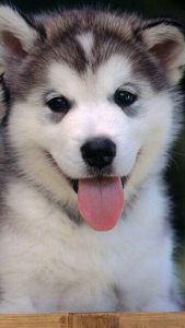 Bilder Von Lustigen Hunden Kostenlos 169x300 - Bilder Süße Hunde Für Facebook