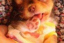 Bild von Bilder Von Lustigen Hunden Kostenlos Herunterladen bilder fürs handy