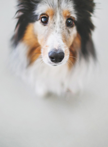 Bilder Von Süßen Hunden Für Whatsapp 221x300 - Hirtenhund Schwarz Weiß
