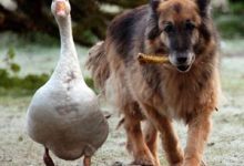 Bild von Bilder Von Süßen Hunden Kostenlos bilder fürs handy
