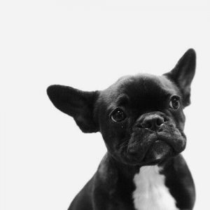 Bilder Von Verschiedenen Hunderassen Für Facebook 300x300 - Hunde Bilder Gratis Kostenlos Herunterladen