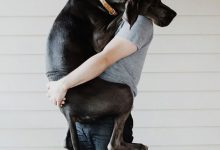Bild von Bilder Welpen Hunde bilder fürs handy