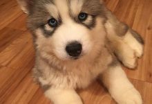 Bild von Bilder Welpen Hunde Für Facebook bilder fürs handy