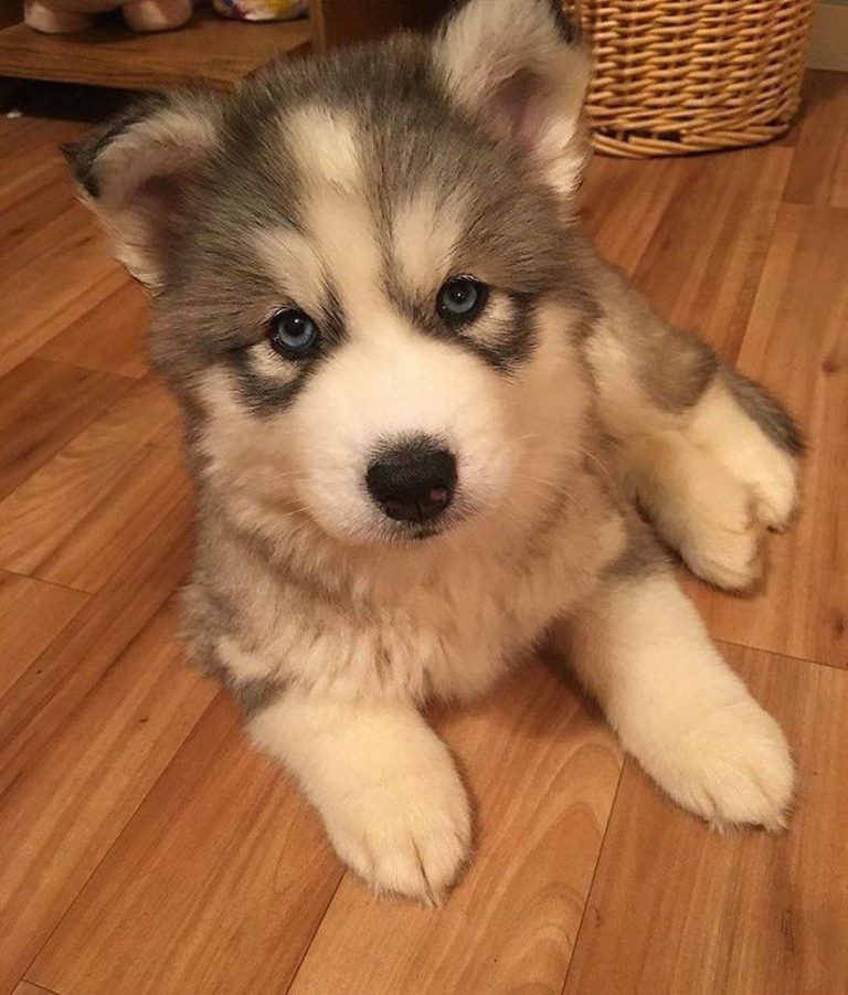 Bilder Welpen Hunde Für Facebook