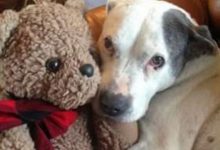 Bild von Bilder Welpen Hunde Kostenlos bilder fürs handy