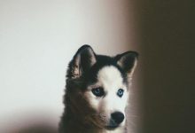 Bild von Bilder Welpen Hunde Kostenlos Herunterladen bilder fürs handy
