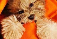 Bild von Bilder Zu Hunden Für Whatsapp bilder fürs handy
