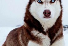 Bild von Bilder Zu Hunden Kostenlos bilder fürs handy