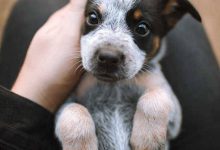 Bild von Bilder Zu Hunden Kostenlos Herunterladen bilder fürs handy