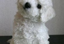 Bild von Bilder Über Hunde Kostenlos bilder fürs handy