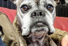 Bild von Bilder Über Hunde Kostenlos Herunterladen bilder fürs handy
