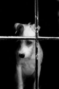 Bobtail Ähnliche Rassen 200x300 - Bilder Mischlingshunde