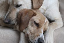 Bild von Braun Schwarzer Hund bilder fürs handy