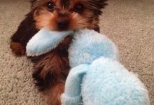 Bild von Braun Weißer Hund bilder fürs handy