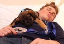 Bild von Braun Weißer Jagdhund bilder fürs handy