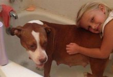 Bild von Braune Große Hunde bilder fürs handy