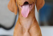 Bild von Braune Hundewelpen bilder fürs handy
