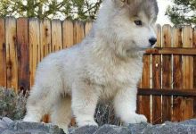Bild von Braune Kurzhaarige Hunde bilder fürs handy