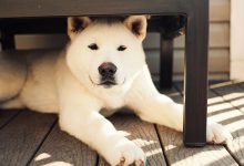 Bild von Brauner Hund Rasse bilder fürs handy