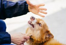 Bild von Brauner Jagdhund Rasse bilder fürs handy