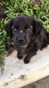 Brauner Kleiner Hund