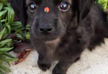 Bild von Brauner Kleiner Hund bilder fürs handy