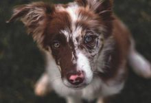 Bild von Brauner Kurzhaar Hund bilder fürs handy