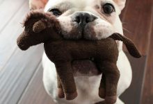 Bild von Bulldogge Rassen Liste bilder fürs handy