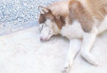 Bild von Chihuahua bilder fürs handy