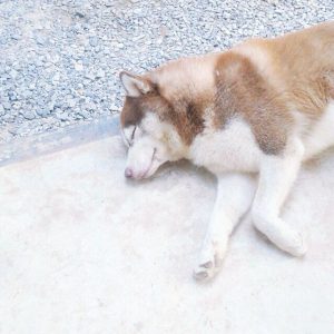 Chihuahua 300x300 - Infos Über Hunderassen