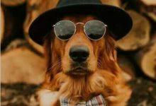 Bild von Chinesische Rassehunde bilder fürs handy